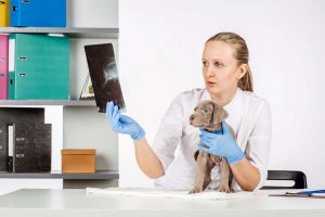weimaraner puppy with health issues looking at xrays with a lady vet
