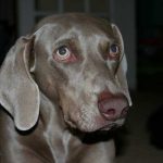 Weimaraner head
