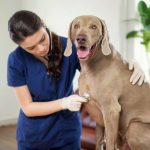 Weimaraner being examined by vet fordog cancer treatment