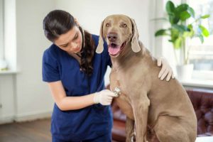Weimaraner with senior dog health problems, being examined by a vet